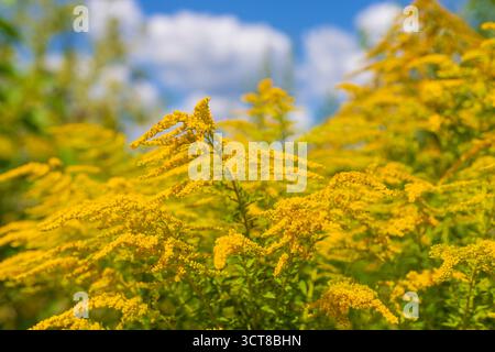 Ragweed blüht auf dem Feld. Allergie. Selektiver Fokus. Natur. Stockfoto
