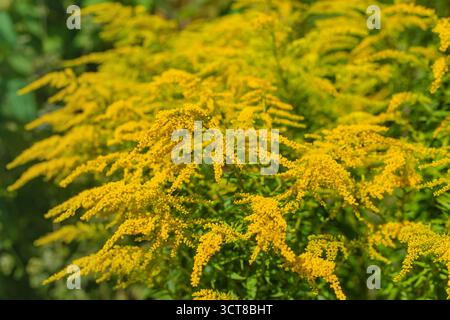 Ragweed blüht auf dem Feld. Allergie. Selektiver Fokus. Natur. Stockfoto