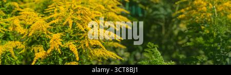 Ragweed blüht auf dem Feld. Allergie. Selektiver Fokus. Natur. Stockfoto