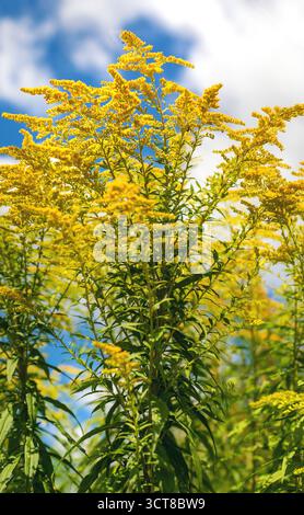Ragweed blüht auf dem Feld. Allergie. Selektiver Fokus. Natur. Stockfoto