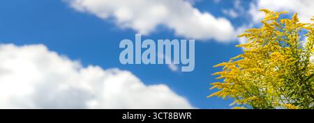 Ragweed blüht auf dem Feld. Allergie. Selektiver Fokus. Natur. Stockfoto