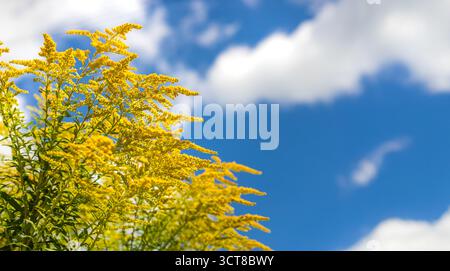 Ragweed blüht auf dem Feld. Allergie. Selektiver Fokus. Natur. Stockfoto