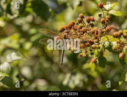 Braune Hawker Libelle männlich - Aeshna grandis Stockfoto