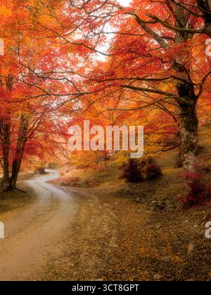 Eine Straße mit Bäumen auf beiden Seiten und einem Pfad in der Mitte. Die Bäume sind orange und die Blätter fallen. Herbst in Sizilien. Stockfoto