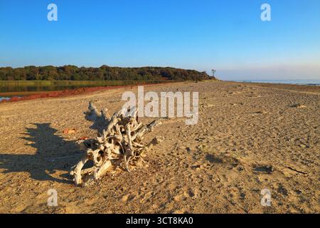 Toter Baum am Benacre Beach mit Schilfbeeten von Benacre Broad im Hintergrund. In der Nähe von Kessingland, Suffolk, England, Großbritannien Stockfoto