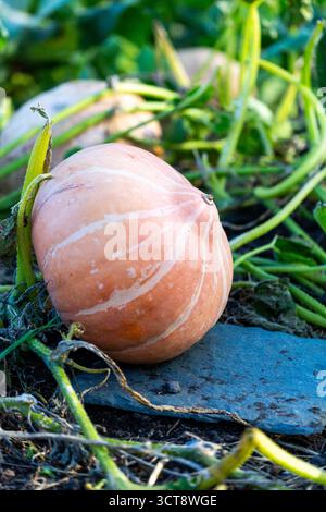 Reife Kürbisse wachsen im Herbst in einem Gemüsegarten und ruhen auf Stroh zwischen grünen Blättern, wenn die Erntezeit naht. Stockfoto