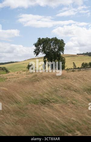 Einsamer Baum in der sanften Landschaft Northumberlands mit bewölktem Himmel Stockfoto