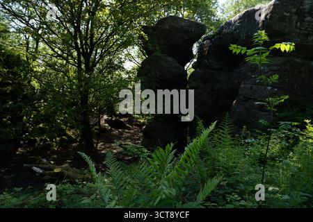 Alte Felsformation mit natürlichem Bogen zwischen Farnen und Bäumen Stockfoto