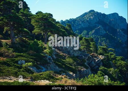 Eine dramatische Berglandschaft mit hoch aufragenden Kiefern, Felsvorsprüngen und einem sonnendurchfluteten Bergrücken. Perfekt für Natur-, Abenteuer- und Reisethemen Stockfoto