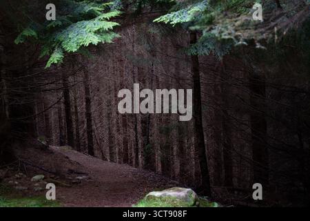 Dunkler atmosphärischer Waldweg durch dichten schottischen Wald Stockfoto