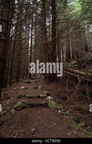 Dichter Nadelwald mit felsigem Pfad und abgefallenen Baumstämmen im schottischen Wald Stockfoto
