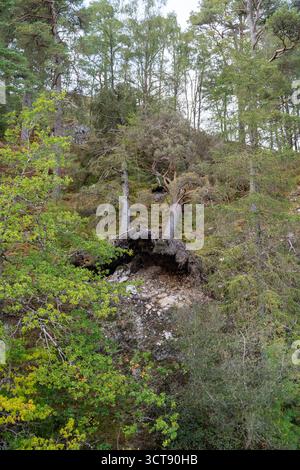 Alte schottische Wälder mit gefallenen Baumwurzeln und moosbedeckten Felsen in natürlicher Waldlandschaft Stockfoto