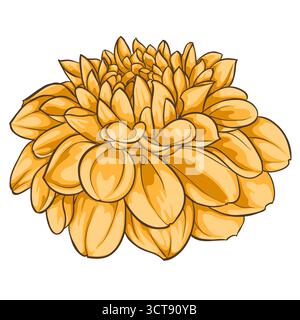 Schöne Blume Dahlia isoliert auf weißem Hintergrund Stock Vektor