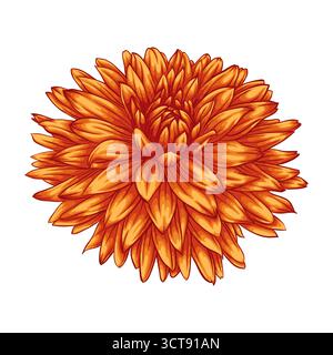 Schöne Blume Dahlia isoliert auf weißem Hintergrund Stock Vektor