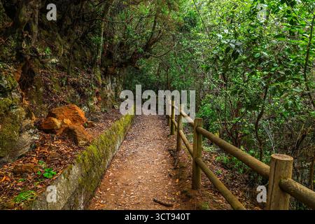 Malerischer Blick auf den Wanderweg Cubo de la Galga im wunderschönen geheimnisvollen Lorbeerwald. Laurisilva üppiger subtropischer Dschungel auf La Palma Island, Kanarischen Inseln Stockfoto