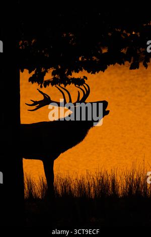 Silhouette eines rausbrechenden Hirsches (Cervus elaphus) mit großen Geweihen, die am Seeufer am Waldrand bei Sonnenuntergang während der Herbstrute brüllen Stockfoto