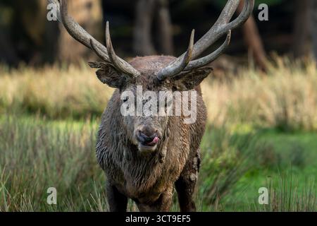 Nahaufnahme eines majestätischen, matschigen Hirschhirsches (Cervus elaphus) mit großen Geweihen, die während der Furche im Herbst/Herbst mit der Zunge schwingen Stockfoto