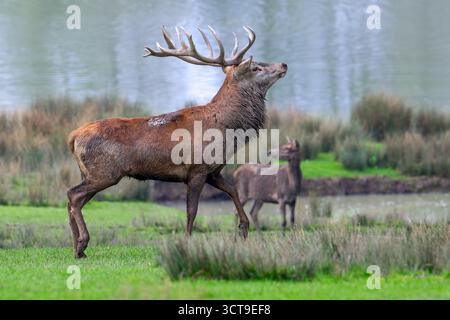 Majestätischer Rothirsch (Cervus elaphus) mit großen Geweihen und Hintern im Grasland am Seeufer während der Furche im Herbst/Herbst Stockfoto