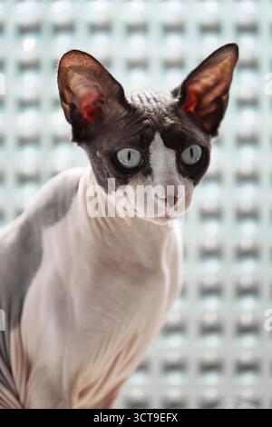 Vertikales Nahaufnahme-Porträt der kanadischen Sphynx-Katze vor dem mattierten Badezimmerfenster mit detaillierter Hautstruktur, großen Ohren und neugierigem Blick darunter Stockfoto