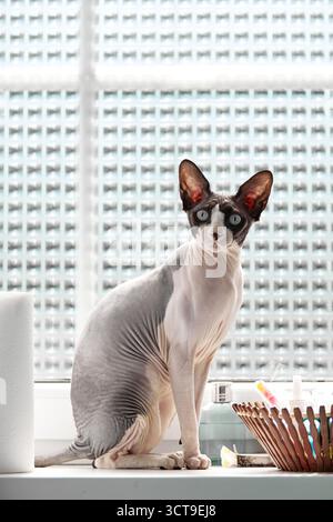 Vertikales Foto einer kanadischen Sphynx-Katze, die auf der Fensterbank des Badezimmers neben Haushaltsgegenständen steht, mit weichem Tageslicht, das durch ein Milchglasfenster hereinfällt Stockfoto