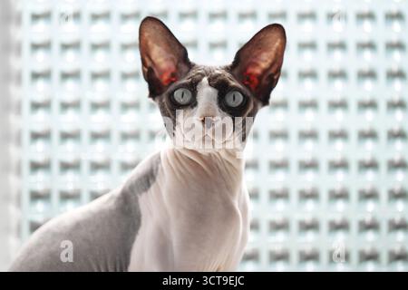 Nahaufnahme einer kanadischen Sphynx-Katze, die drinnen an einem mattierten Badezimmerfenster sitzt, mit großen Ohren und neugierigen Augen, die direkt auf die Kamera im Fenster blicken Stockfoto
