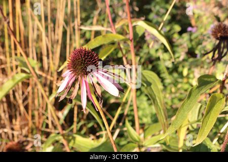 Rudbeckia purpurea pink. Herbsterscheinen, die Zeit des Welkens. Die schöne Verblendung. Stockfoto