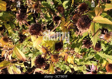 Rudbeckia purpurea pink. Herbsterscheinen, die Zeit des Welkens. Die schöne Verblendung. Stockfoto