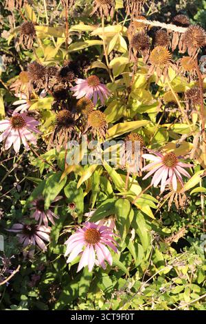 Rudbeckia purpurea pink. Herbsterscheinen, die Zeit des Welkens. Die schöne Verblendung. Stockfoto
