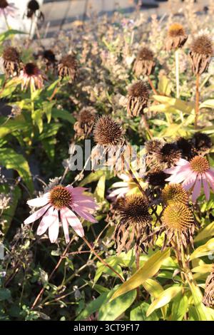Rudbeckia purpurea pink. Herbsterscheinen, die Zeit des Welkens. Die schöne Verblendung. Stockfoto