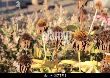 Rudbeckia purpurea pink. Herbsterscheinen, die Zeit des Welkens. Die schöne Verblendung. Stockfoto