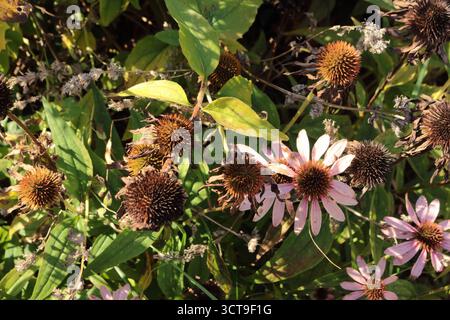 Rudbeckia purpurea pink. Herbsterscheinen, die Zeit des Welkens. Die schöne Verblendung. Stockfoto