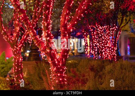 Ein Baum wird mit roten Lichtern beleuchtet. Die Lichter sind um den Baum gestreckt und leuchten hell. Historisches Zentrum von Queretaro, Kolonialarchitektur, Stockfoto