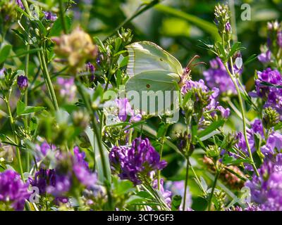Ein Schwefel-Schmetterling (Gonepteryx rhamni), fotografiert in Musio. Musio ist ein Stadtteil von Tremosine am Gardasee. Stockfoto
