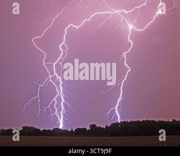 Ein lebendiger Blitz über einem Maisfeld Stockfoto