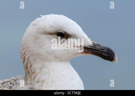 Große schwarze Möwe, Larus marinus, Gesichtsporträt von unreifen/jungen Vögeln Mallorca April Stockfoto