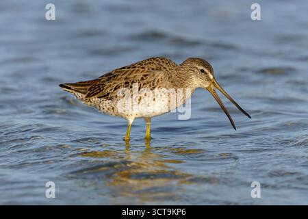 Dowitcher, Limnodromus griseus, eine Krabbe schlucken, Küste Florida, USA Stockfoto