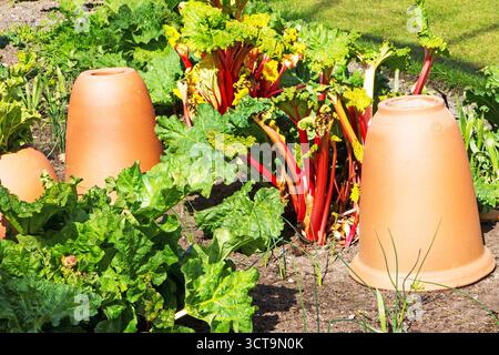 Ein Stück Rhabarber mit Tontöpfen Stockfoto