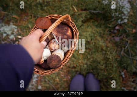 Erste-Person-Ansicht der Hände, die einen traditionellen Korb halten, gefüllt mit frisch geerntetem Boletus pinophilus (Pinienbolete) und Leccinum-Pilzen. Stockfoto