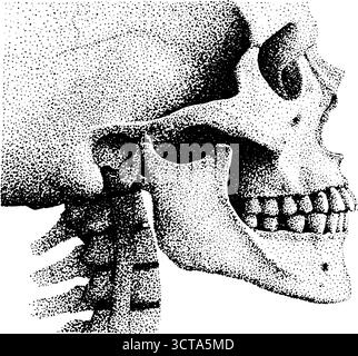 Komplizierte Dotwork-Stippling-Illustration menschlicher Schädel- und Brustkorbanatomie. Stock Vektor