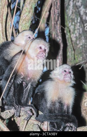 Kapuzineraffen (Cebus capucinus) im Regenwald, Nationalpark Manuel Antonio, Provinz Puntarenas, Costa Rica. Stockfoto