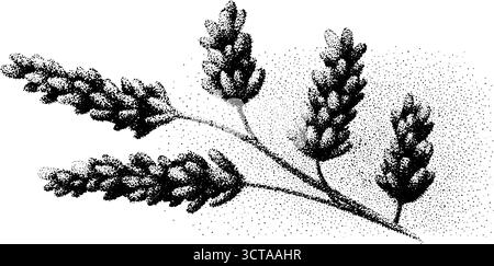 Detaillierte Dotwork-Stippling-Illustration von Lavendelzweigen für die botanische Gestaltung. Stock Vektor