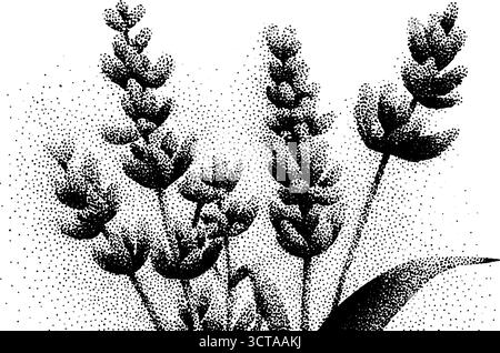Komplizierte Dotwork-Darstellung von Lavendelzweigen für botanische Kunst und Dekoration. Stock Vektor