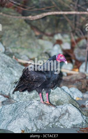 Putengeier (Cathartes Aura). Nationalpark Manuel Antonio, Provinz Puntarenas, Costa Rica. Stockfoto
