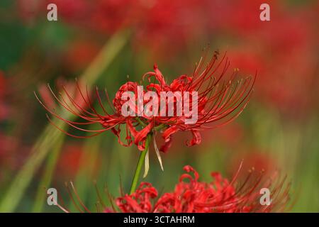 Rote Spinnenlilien (Lycoris radiata) im Izumi no Mori Park, Yamato, Kanagawa, Japan. Stockfoto