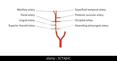 Menschliche Kopfarterien medizinisches Diagramm, externes Karotissystem verzweigt, beschriftete Gefäße, anatomische Illustration, wissenschaftliche Ausbildung Referenz Stock Vektor