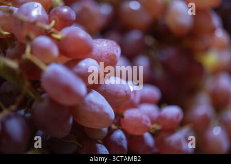 Leuchtend rosa und rote Trauben auf der Rebe, die Textur und weichen Fokus zeigen. Saftige, gesunde Früchte für Konzepte wie frische Lebensmittel, Ernte und Wein Stockfoto