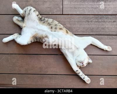 Eine graue und weiße Tabbykatze schläft friedlich auf dem Rücken, die Pfoten sind auf einem Holzboden ausgestreckt. Stockfoto