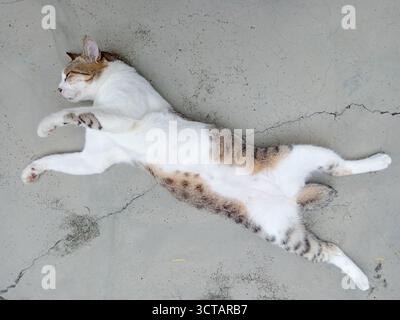 Eine graue und weiße Tabbykatze schläft friedlich auf dem Rücken, die Pfoten sind auf einem Betonboden ausgestreckt. Stockfoto