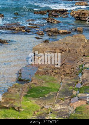Grüne moosige Felsen und blaues Meerwasser in der Nähe von Merewether Ocean Baths Newcastle NSW Australien Stockfoto