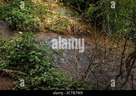 Ein ruhiger Bach fließt durch üppige grüne Vegetation mit sanften Wellen an der Oberfläche, umgeben von Ästen und Pflanzen auf dem Pinheiro Velho Trail. Stockfoto